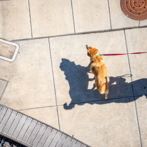 hund im verkehr