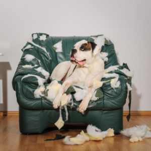 hund auf sofa