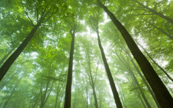 wald