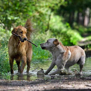 hunde im wald
