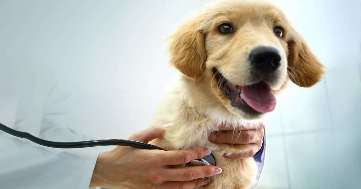 hunde op versicherung schutz fur hund halter zurich