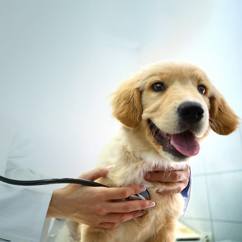 hunde op versicherung schutz fur hund halter zurich
