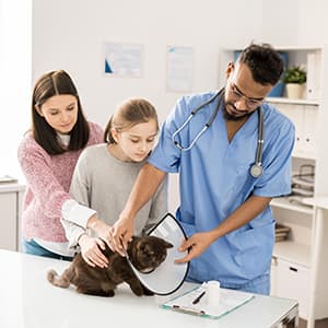 OP Versicherung für Tiere