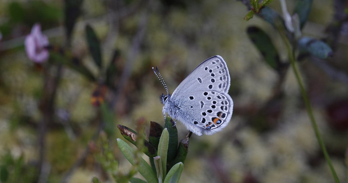 P9X602_1200x630_2021_10 schmetterling_1200x630_2021_10