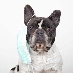 franzoesische-bulldoge-mit-maske_1250x625_2021_03 franzoesische-bulldoge-mit-maske_1250x625_2021_03