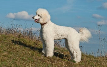 hundehaare_352x220_2024_03 Weißer Königspudel