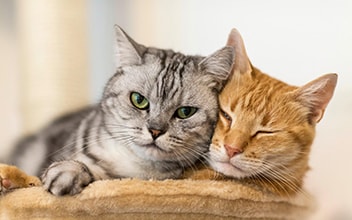 katzenhaftpflicht_352x220_2021_11wrong katzenhaftpflicht_352x220_2021_11