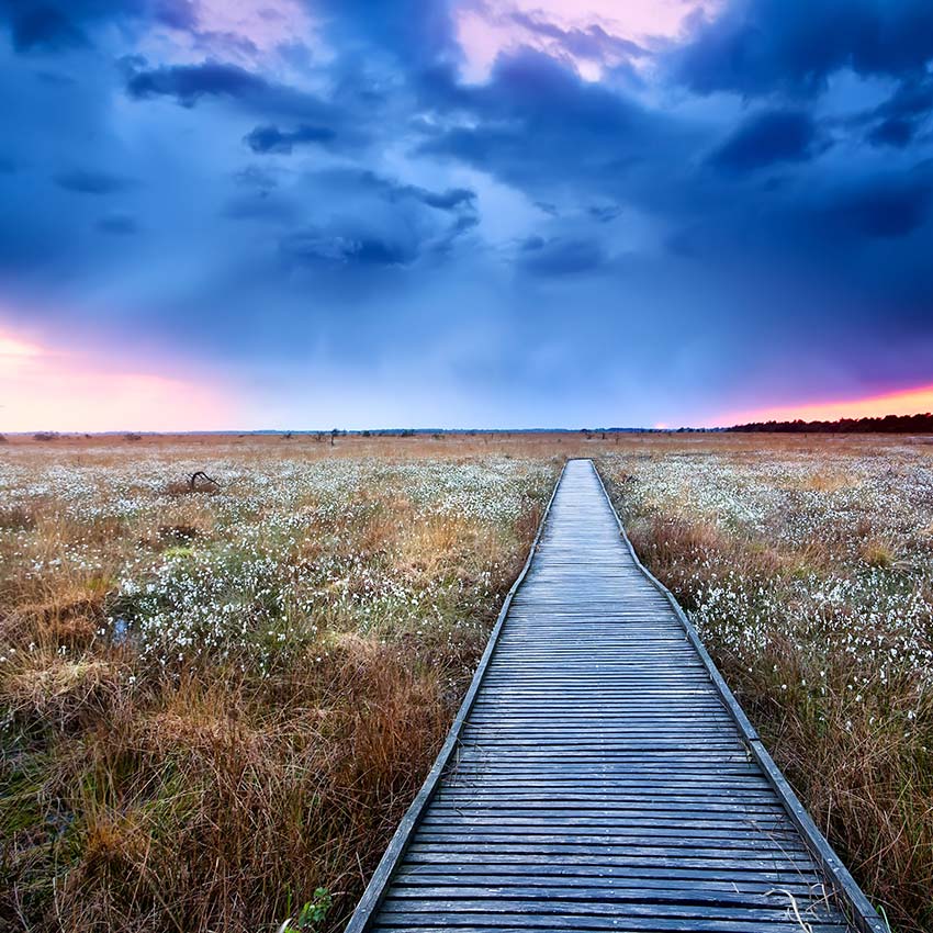 moorpatenschaft_850x850_2021_09 moorpatenschaft_850x850_2021_09